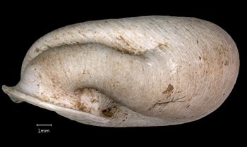 Media type: image;   Malacology 167125 Aspect: lateral